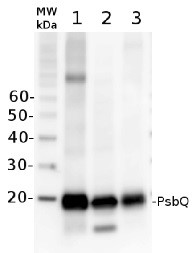 PsbQ | 16 kDa protein of the oxygen evolving complex (OEC) of PSII in the group Antibodies Plant/Algal  / Photosynthesis  / PSII (Photosystem II) at Agrisera AB (Antibodies for research) (AS06 142-16)